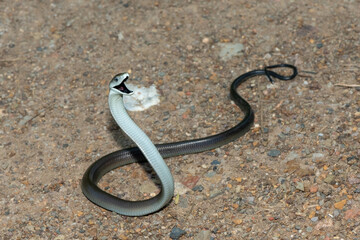 The highly feared black mamba (Dendroaspis polylepis), displaying its signature defensiveness on a rocky outcrop in KwaZulu-Natal, South Africa