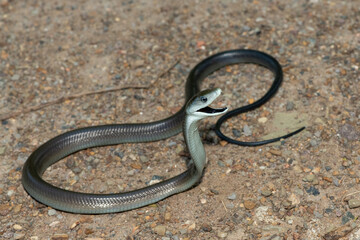 The highly feared black mamba (Dendroaspis polylepis), displaying its signature defensiveness on a rocky outcrop in KwaZulu-Natal, South Africa