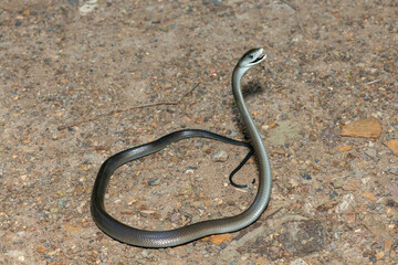 The highly feared black mamba (Dendroaspis polylepis), displaying its signature defensiveness on a rocky outcrop in KwaZulu-Natal, South Africa