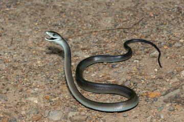 The highly feared black mamba (Dendroaspis polylepis), displaying its signature defensiveness on a rocky outcrop in KwaZulu-Natal, South Africa