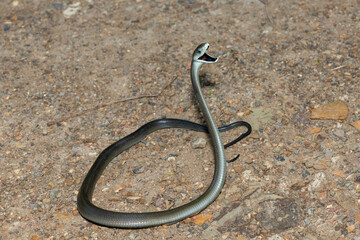 The highly feared black mamba (Dendroaspis polylepis), displaying its signature defensiveness on a rocky outcrop in KwaZulu-Natal, South Africa