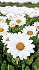 Fototapeta premium Golden Sunset Over a Field of White Daisies with Bright Yellow Centers Glowing in the Soft Light of Dusk Horizon