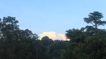 Natural Landscape of Indonesia. Green trees in forest. Day time photo
