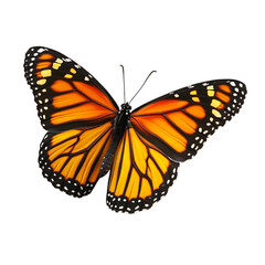 Fototapeta premium Monarch Butterfly with Spread Wings Isolated on Transparent Background