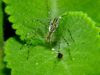 Peucetia