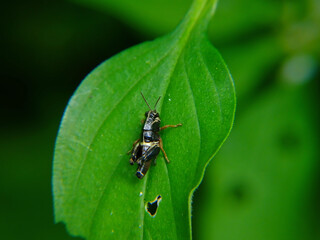 Saltamontes Azteca