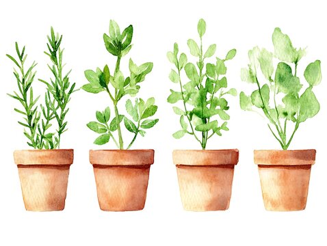 Herbs in terracotta pots.