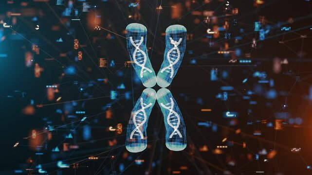 X Chromosome Genetic Structure DNA Biology Molecular Science