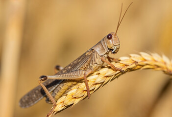 Sunny picture of the locust sitting on the wheat spike