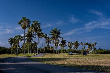 Fototapeta premium golf course with palm trees