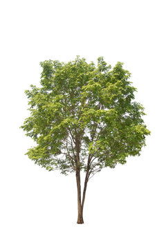 Green tree isolated on transparent background with clipping path, single tree with clipping path and alpha channel. are Forest and foliage in summer for both printing and web pages. 