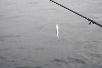 Fisherman catches a small fish while fishing in calm waters
