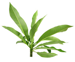 Fragipani or Plumeria leave on transperent background,Laos called DokChampa