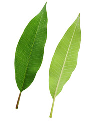 Fragipani or Plumeria leave on transperent background,Laos called DokChampa