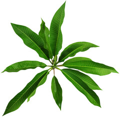 Fragipani or Plumeria leave on transperent background,Laos called DokChampa