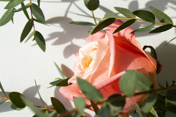 Eucalyptus pablo and pink roses.