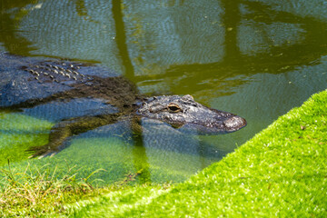 Close -up of American alligator (Alligator mississippiensis) at Panaewa Rainforest Zoo and Gardens,...