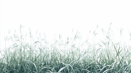Gentle Swaying: Serene Green Grass Field Against a Bright White Background