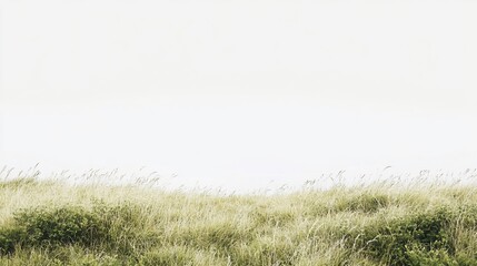 Naklejka premium Golden Meadow: A serene landscape of tall grass under a bright sky