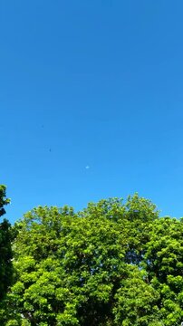Vibrant green leaves against a blue sky with a pale moon.

