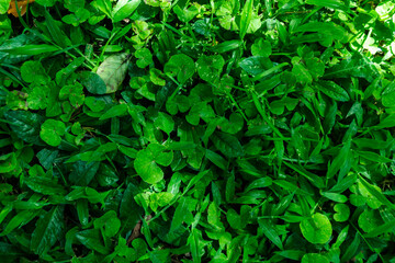 high contrast tropical plant background