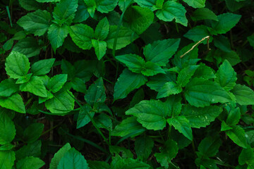 high contrast tropical plant background