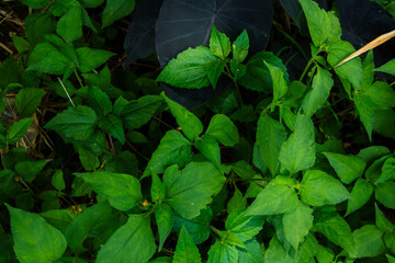 high contrast tropical plant background