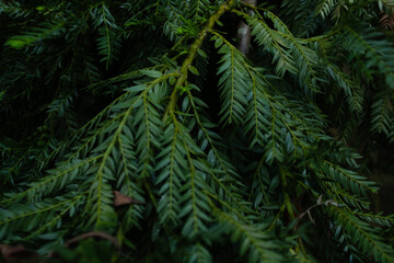 high contrast tropical plant background
