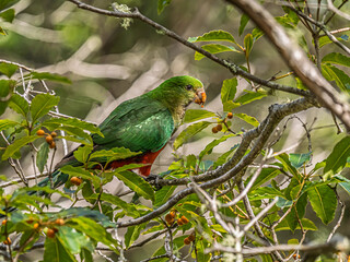 King Parrot In Bush Head Up