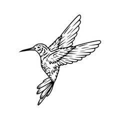 Fototapeta premium elegant hummingbird line drawing
