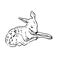 fawn lying down vector illustration