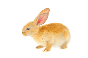 The rabbit in a white background