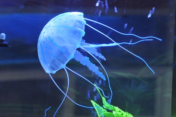 jellyfish