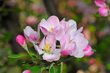 Chinese flowering crab-apple blooming