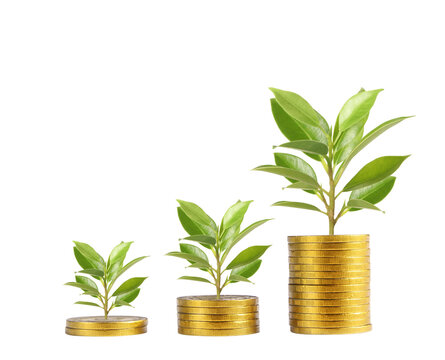 Investment growth journey financial success through planting ideas business realm infographic rich environment close-up perspective