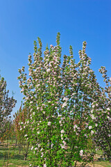 Chinese flowering crab-apple blooming