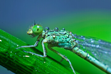 The macro features of dragonflies