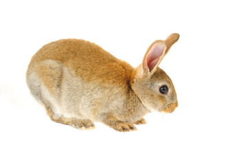 The rabbit in a white background