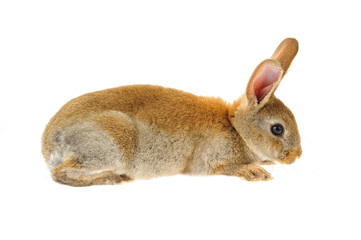 The rabbit in a white background