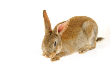 The rabbit in a white background