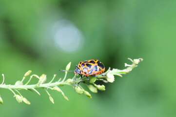 As bugs, taken in the wild nature environment