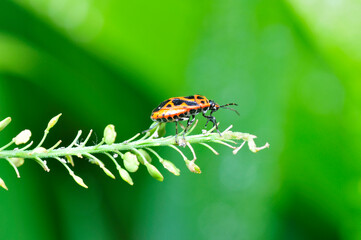 As bugs, taken in the wild nature environment