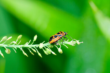As bugs, taken in the wild nature environment