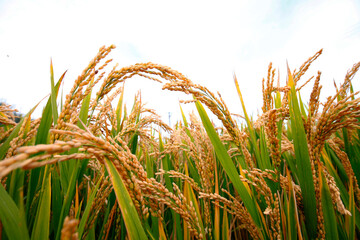 The autumn rice fields