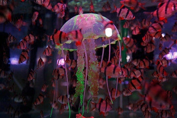 Obraz premium jellyfish