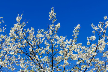 White cherry blossoms (sakura) in full bloom against a clear blue sky. A close-up shot with soft-focus background, capturing the elegance and beauty of springtime in nature.
