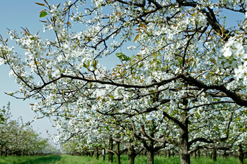 Beautiful pear