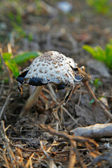 Summer in the forest growth of wild fungus, mushrooms