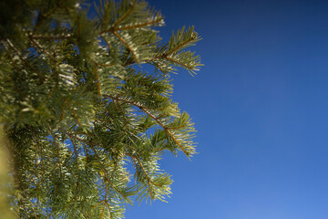 Green Pine Branches Reach Toward a Bright Blue Sky on a Clear Day in Nature