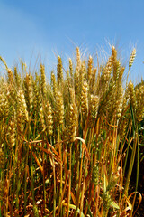 The green wheat field